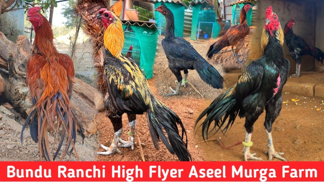High Flyer Aseel Murga Farm Bundu Ranchi || Tamilnadu murga Online