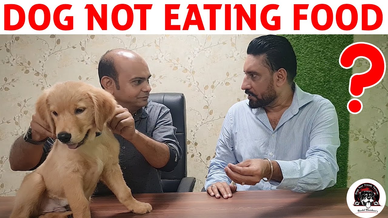Dog or Puppy NOT Eating FOOD - Loss of Appetite || Possible Reasons & Solutions || Baadal Bhandaari