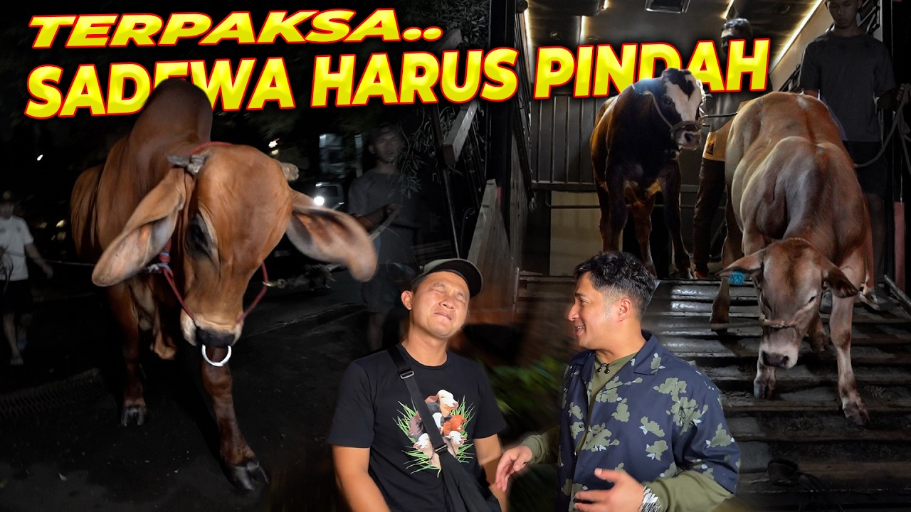 KEDATANGAN 2 SAPI GALICIAN BLOND !!