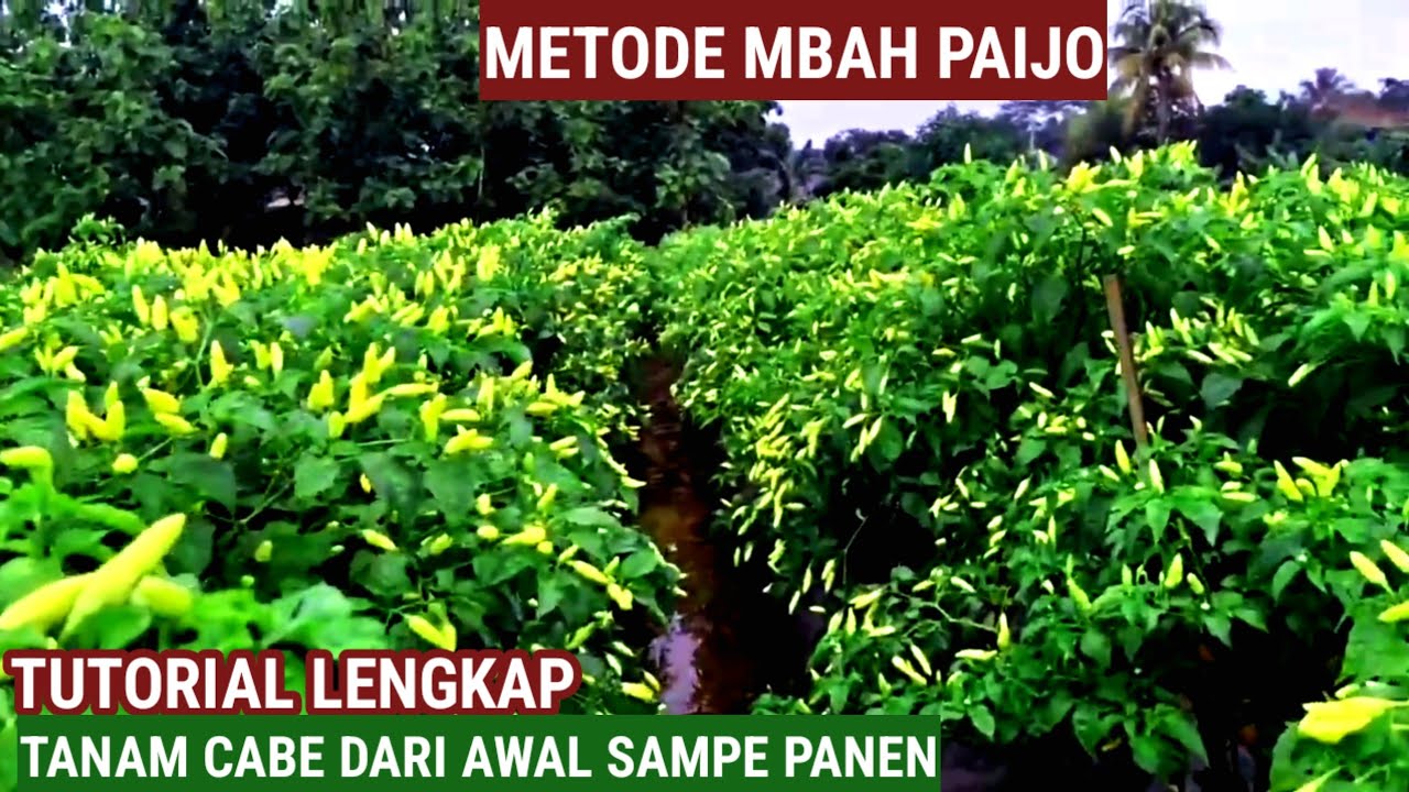 TUTORIAL CARA MENANAM CABE DARI AWAL HINGGA PANEN FULL !!