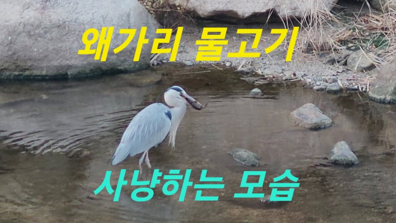왜가리 물고기 사냥  ❤️자연의소리 