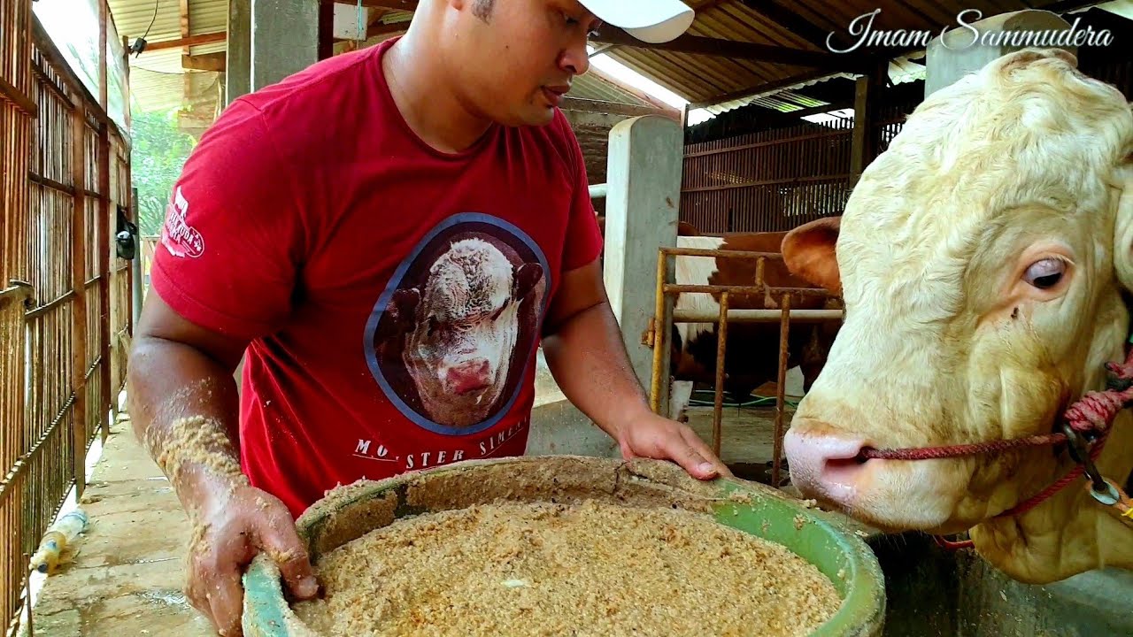 Apa Sih Resep Comboran Sapi Gemuk Kandang BSF???