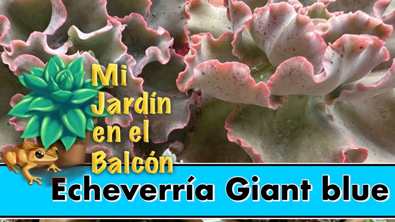 Dos Echeverias Giant blue con un desarrollo diferente en sus raíces.