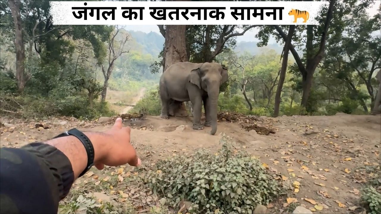 जब Tiger ने Elephant को घेर लिया 😱 | Jim Corbett का खतरनाक मंजर