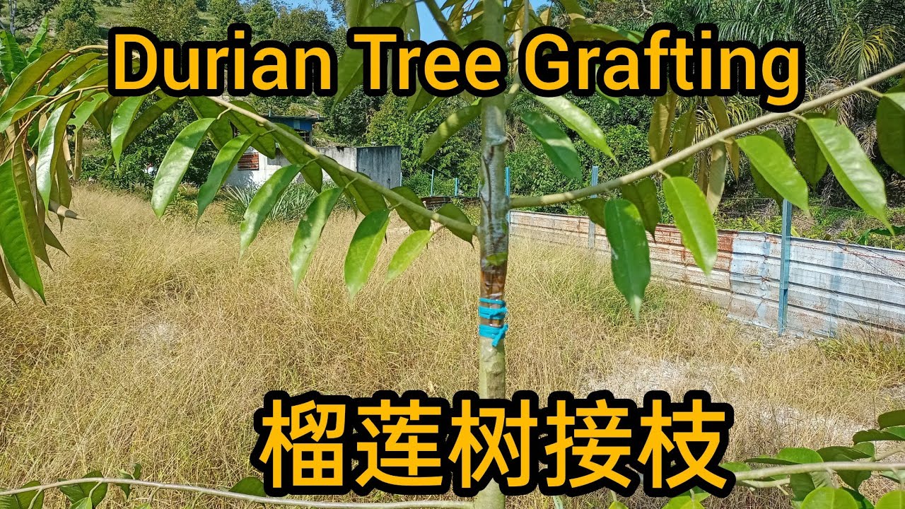 榴莲树接枝  Durian Tree Grafting @uncleleediy 