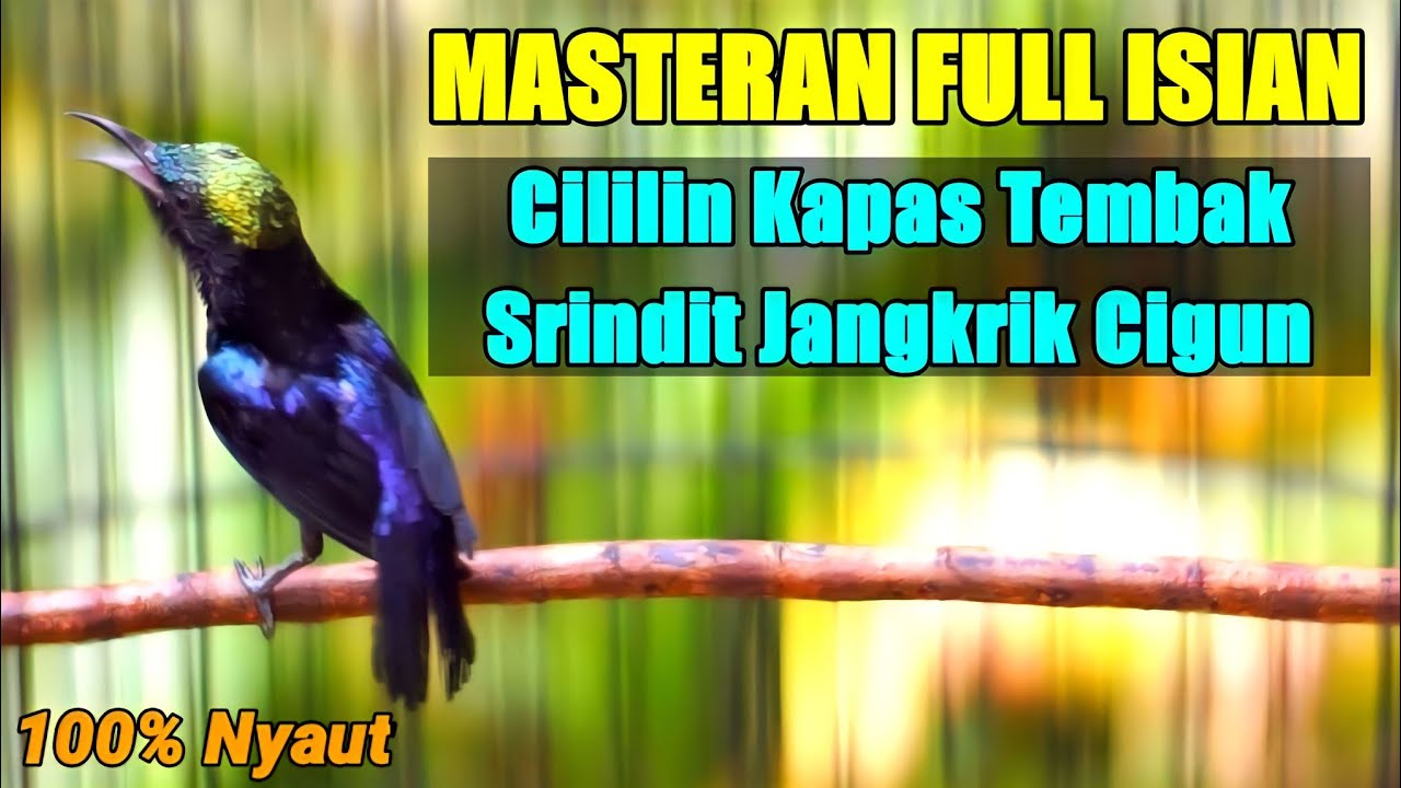 MASTERAN KOLIBRI NINJA FULL ISIAN TEMBAKAN CILILIN KAPAS TEMBAK SRINDIT JANGKRIK CIGUN