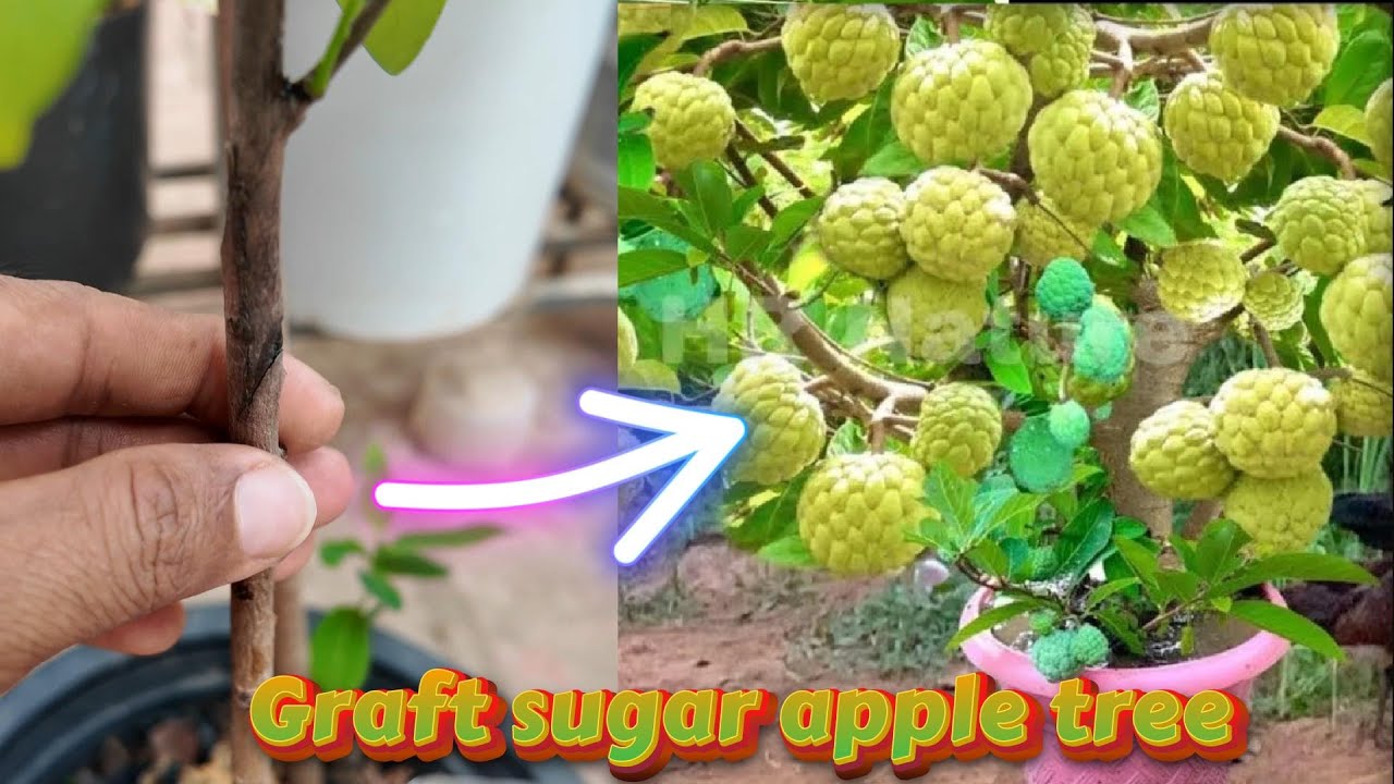 🌱 Grafting Sugar Apple Trees (Annona squamosa) – Step-by-Step Guide!