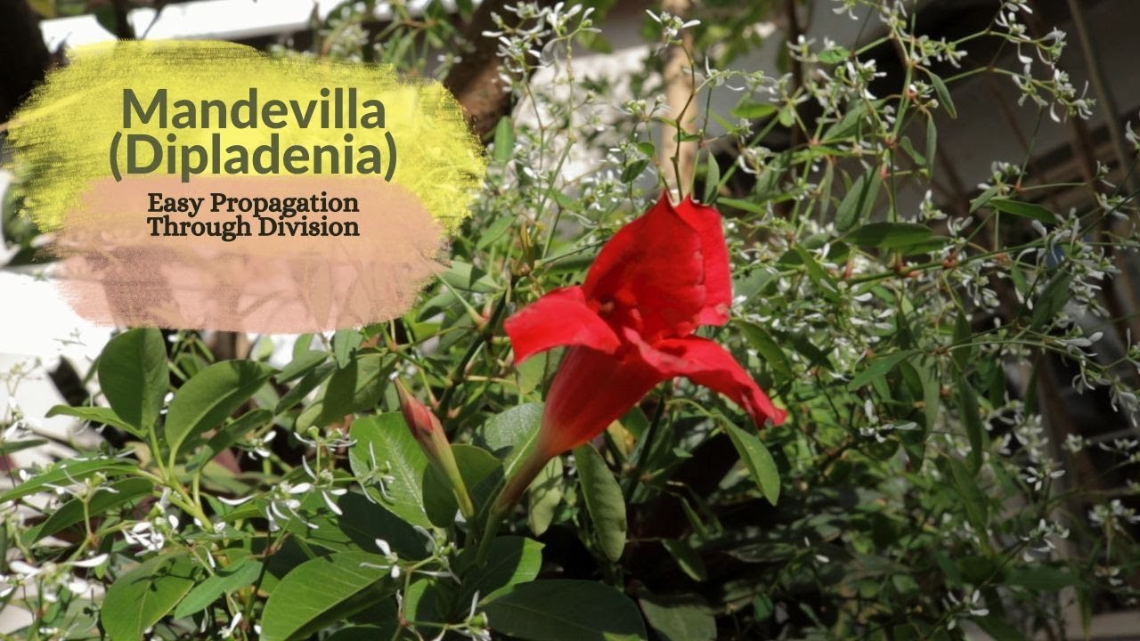 Mandevilla (syn.Dipladenia) - Easy Propagation Through Division and Using Stem Cutting.