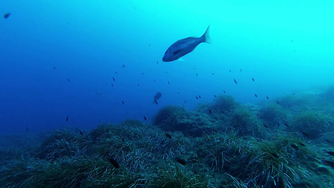 Discovering Port-Cros (HD) - Plongée á Port-Cros (GoPRO)
