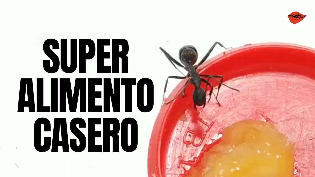 🥤 NECTAR MÁGICO para HORMIGAS 🧙‍♂️ SUPER ALIMENTO para nuestras COLONIAS 🐜