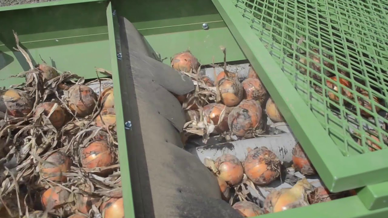 玉ネギ　根葉切機　供給コンベアー　WN-104 W3