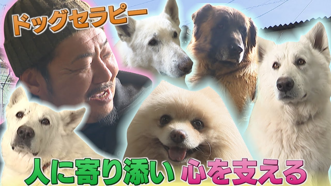 アニマルセラピーで人々を癒す　動物の力で心を落ち着かせる　法整備や資格制度が不十分