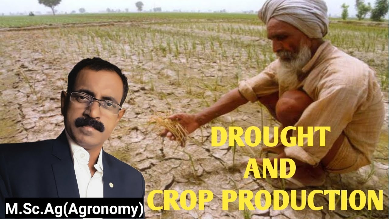 DROUGHT AND CROP PRODUCTION