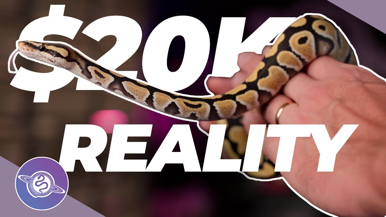 REALISTIC Challenge of Selling High-End Snakes | Ball Python Business | #ballpython #snake #reptiles