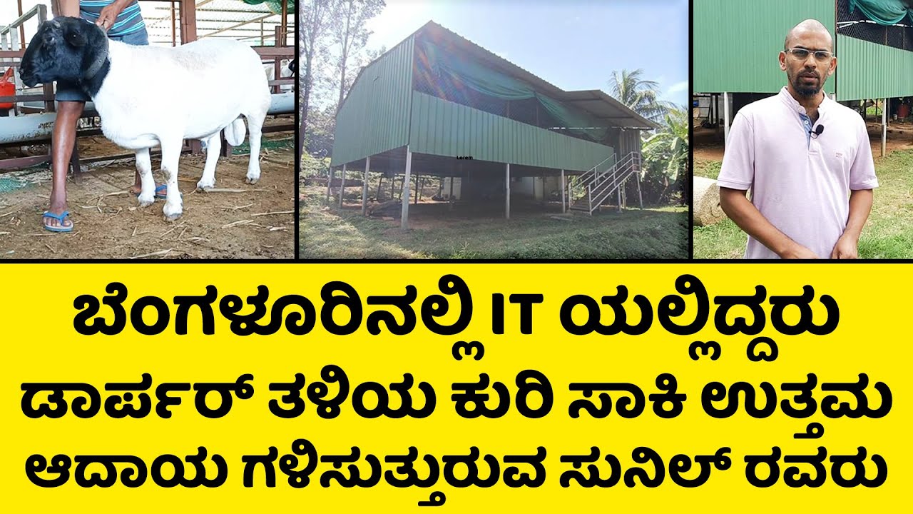 Ep-1 ಡಾರ್ಪರ್ ಮತ್ತು ನಾಟಿ ತಳಿಯ ಕುರಿ ಸಾಕಾಣಿಕೆಯಿಂದ ಯಶಸ್ವಿ ಕಂಡ ಸುನಿಲ್ ರವರು |Sheep farming| Kuri sakanike