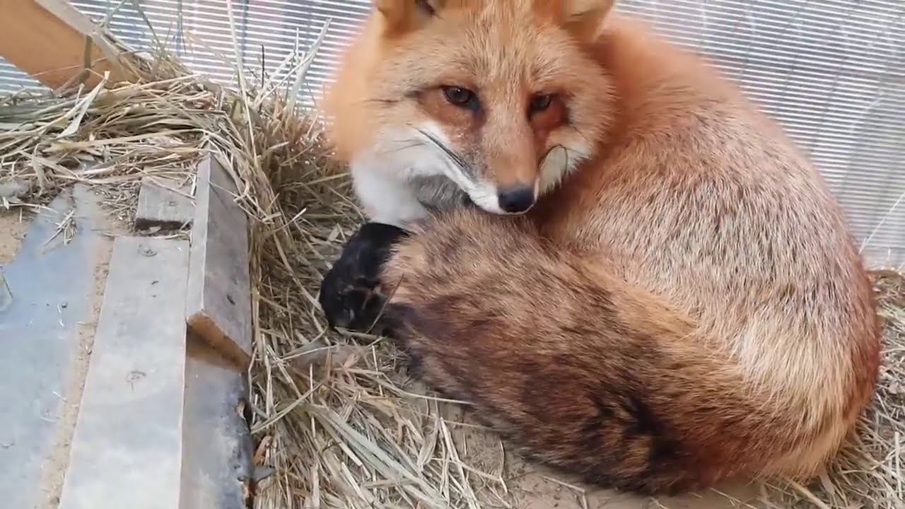 ЛиСяо. Алиса - Лиса / Прикольные Моменты с Алисой ( Сборник # 4 ) / Alice the Fox