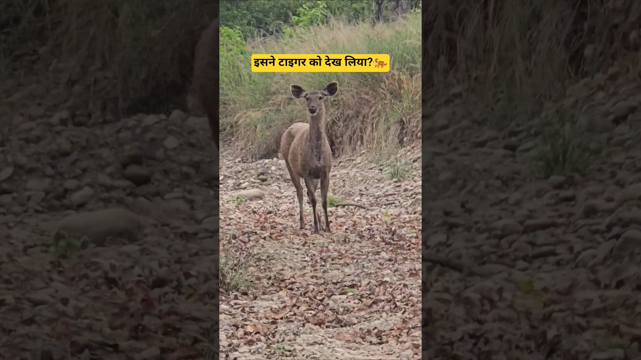 Sambar deer call tiger spotted | wild and nature india #wildlife #jungle #tigerspotted #tigerattack