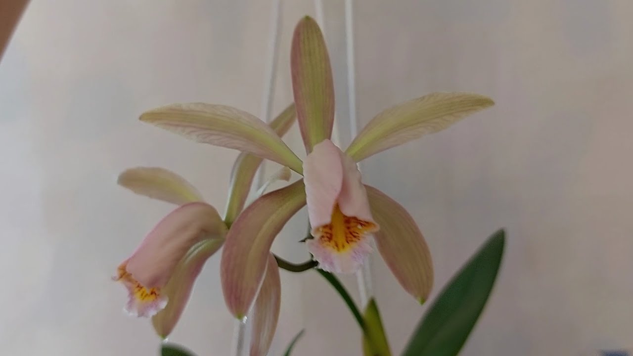 Первое цветение Cattleya forbesii x sib сентябрь 2023