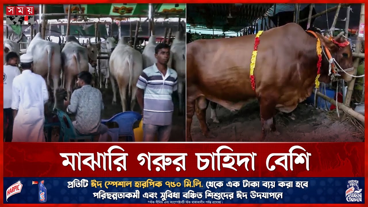 ঈদ ঘনিয়ে আসায় জমে উঠেছে কোরবানির পশুর হাট | Qurbani Cow Market | Gabtoli | Dhaka | Eid ul Adha