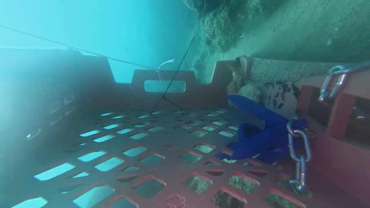 Sumergí una cámara en Isla de Sacrificios… y esto fue lo que pasó 🐟 1/2