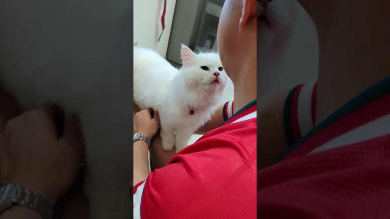 Pamilya Aclan sa Oman is live! DADDY AND KITKAT 😻😺