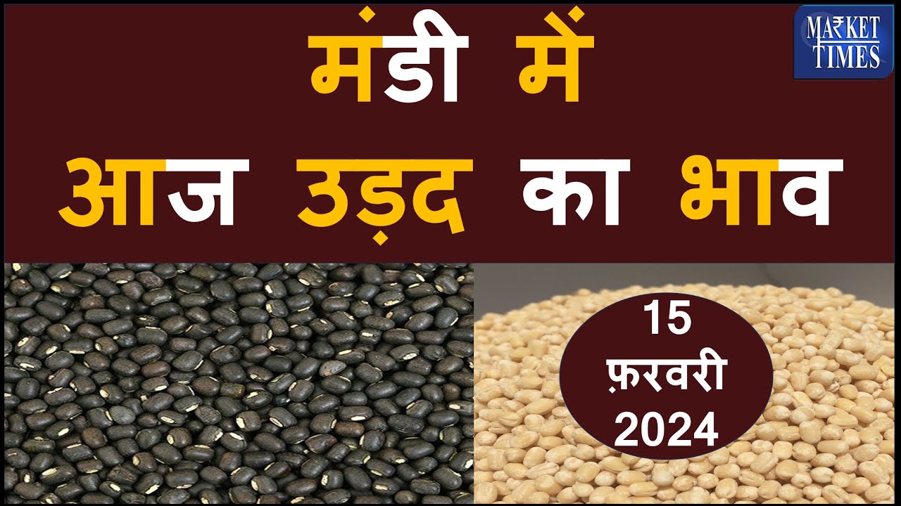 मंडी मेंआज उड़द का भाव 15 फ़रवरी 2024 #urad #daal #pulses #agriculture #farmer #kissan #bhav