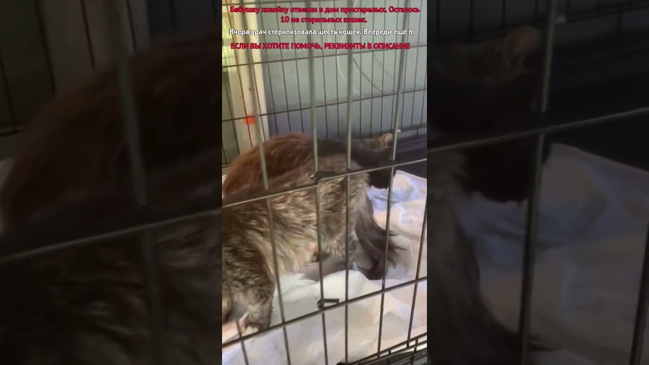 Для помощи &zwnj;СБ 5336 6901 6946 5830 или активная ссылка в описании профиля. Спасибо ❤️ #кот