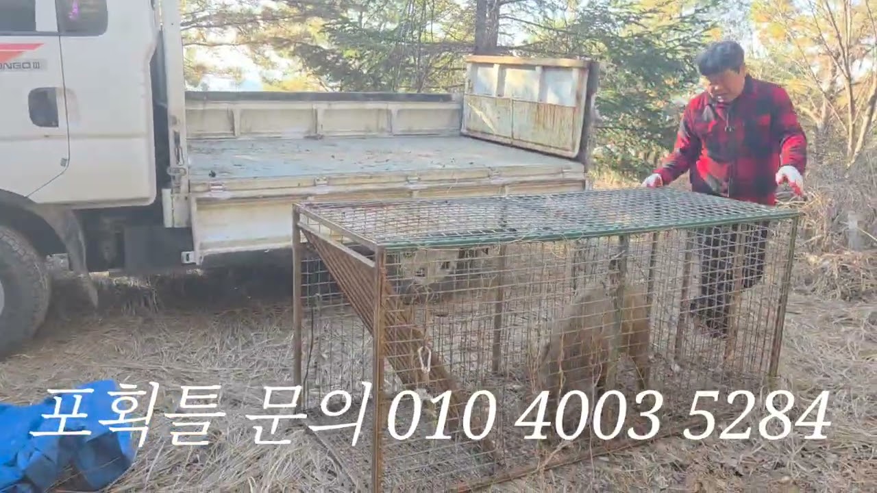 보급형 멧돼지 포획틀에 새해 2호 (포획틀 문의 010 4003 5284)