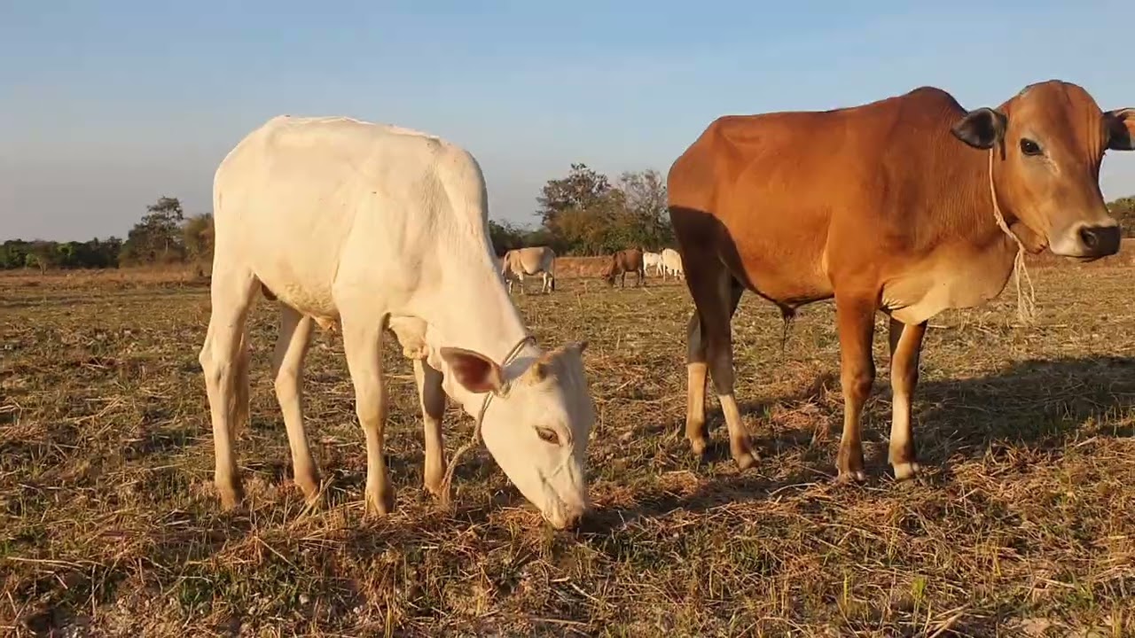 The cow is eating grass.🐃🐃