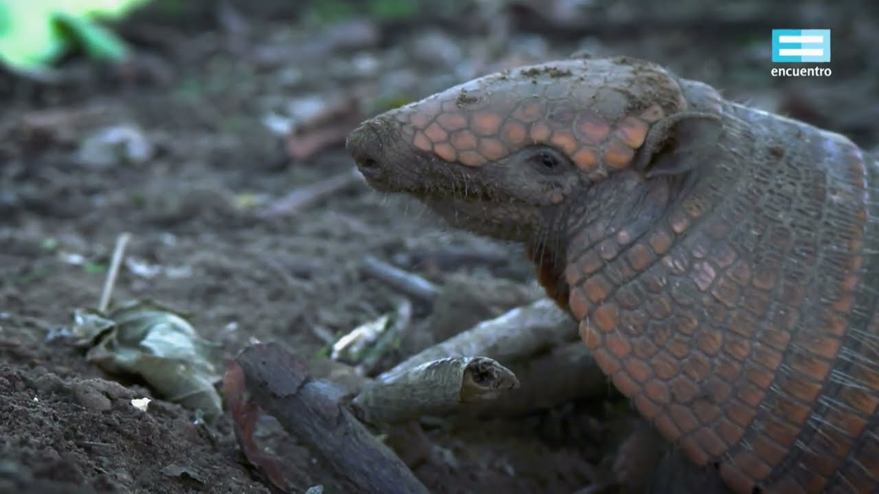 Bioanimal: El peludo - Canal Encuentro