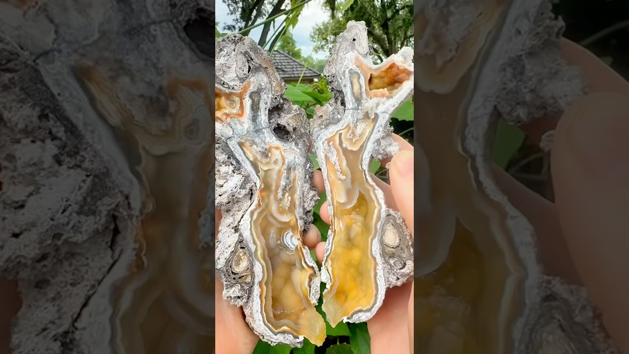 Surprising colors in this ancient fossil coral turned into a rock called agate #geology #ancient