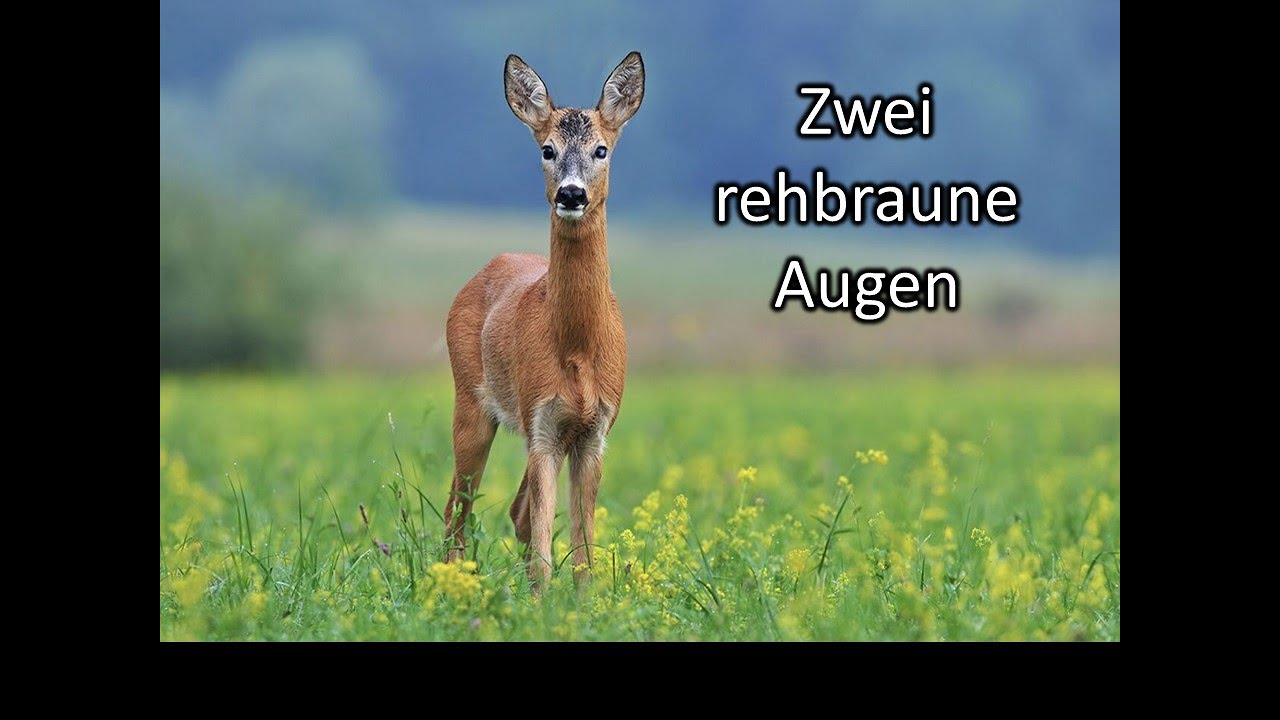 Zwei rehbraune Augen - Die Pagger Buam