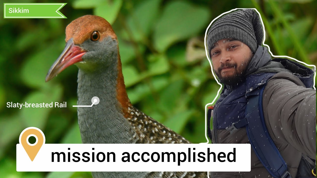 Slaty-breasted Rail || My targeted species! 