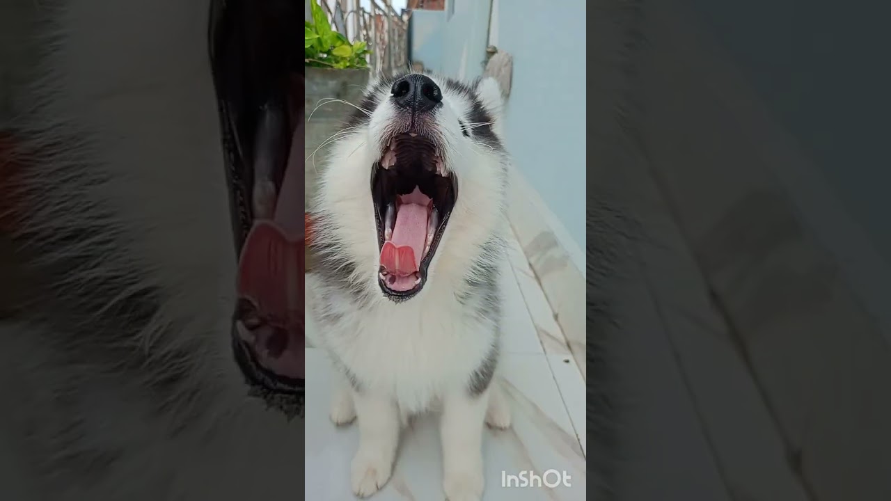 Bruno ki masti..❣️😼