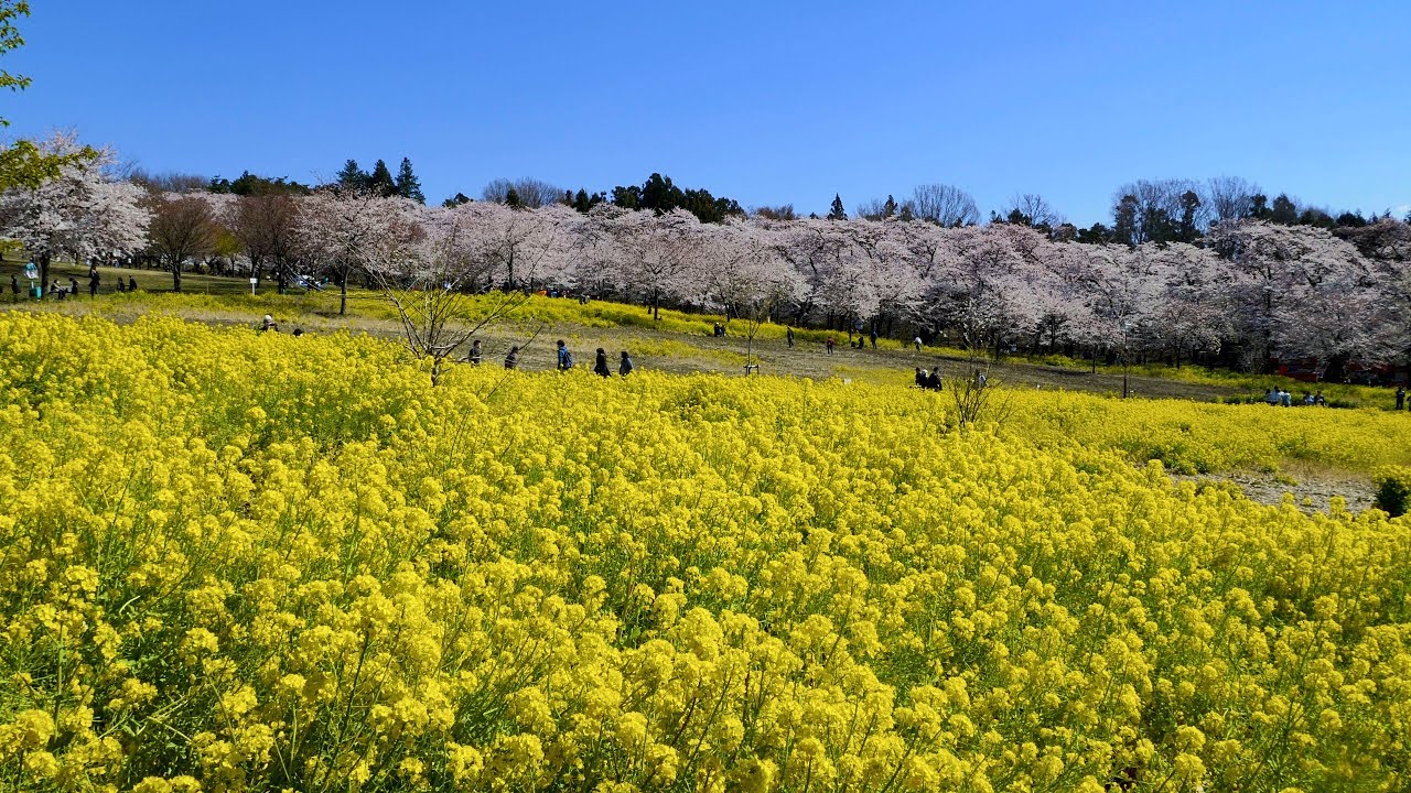 [ 4K UHD ] 赤城南面千本桜（群馬県前橋市）Akagi South Face SenbonZakura,Maebashi City,Gunma Prefecture.