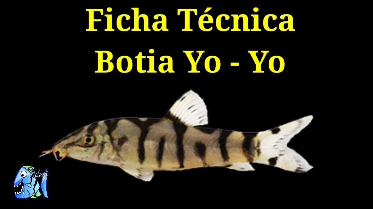 Ficha Técnica Botia Yo Yo (Botia almorhae)