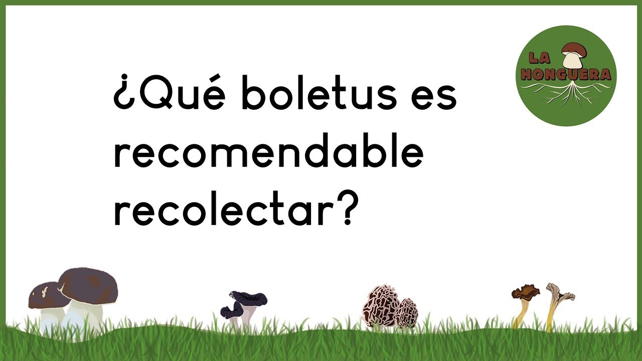 ¿Qué boletus debemos recolectar?