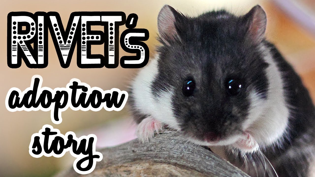 🐾 Rivet's Adoption Story | Getting My New Dwarf Hamster!