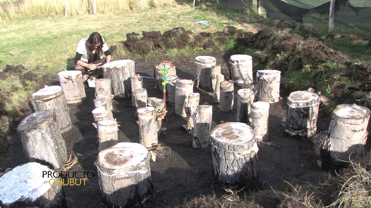 PRODUCTO CHUBUT - Nota Rubén César (Bloque 2)