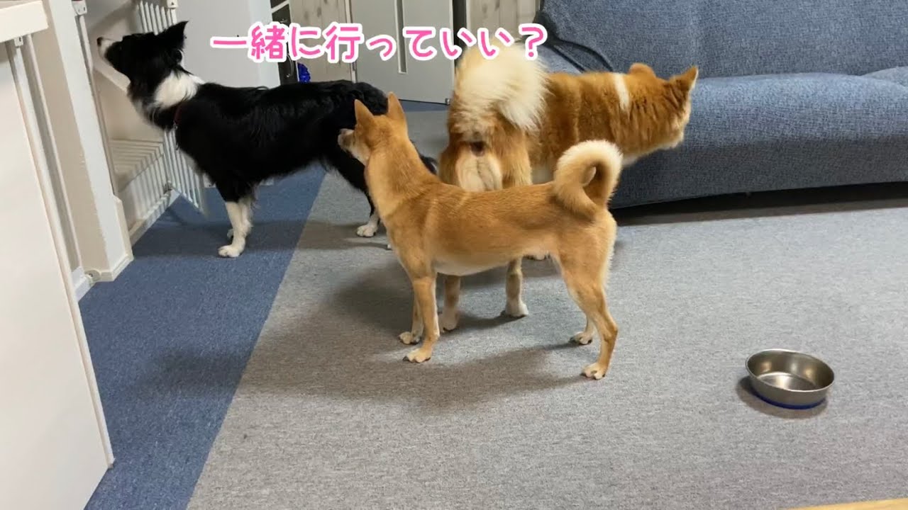 飼い主が2階に行ってしまった後の犬の反応が切なくて可愛かった…福丸マテ練習でまさかの出来事に