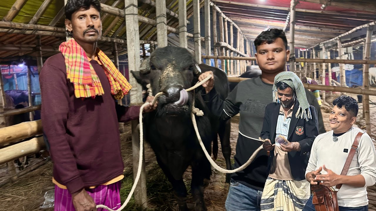 আকরাম ভাইয়ের দানবীয় মহিষ কেনা ফাঁস! 😱 উজ্জল বেপারীর শক ডিল | Gabtoli Haat Buffalo Weight Reveal