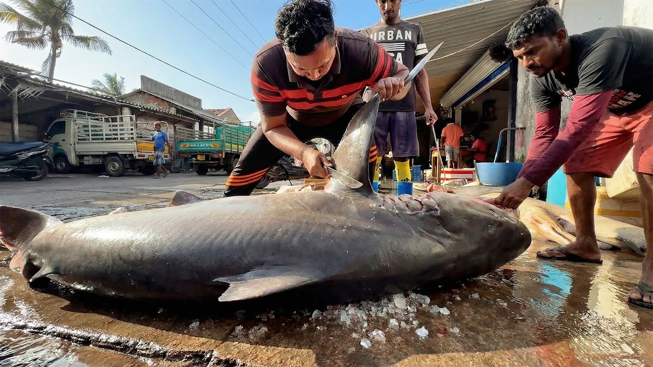 Master of Fish Cutters Amazing Huge Fish Cutting Skills Live Show