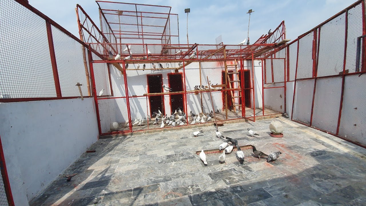 New parwazi chatt par kabotar bazi 