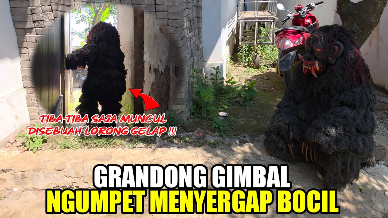 GRANDONG GIMBAL NGUMPET INCAR BOCIL YANG SUKA NGEJEK ❗️❗️PUSAKA GALUR MANUNGGAL 💥 LEMBUR KURING