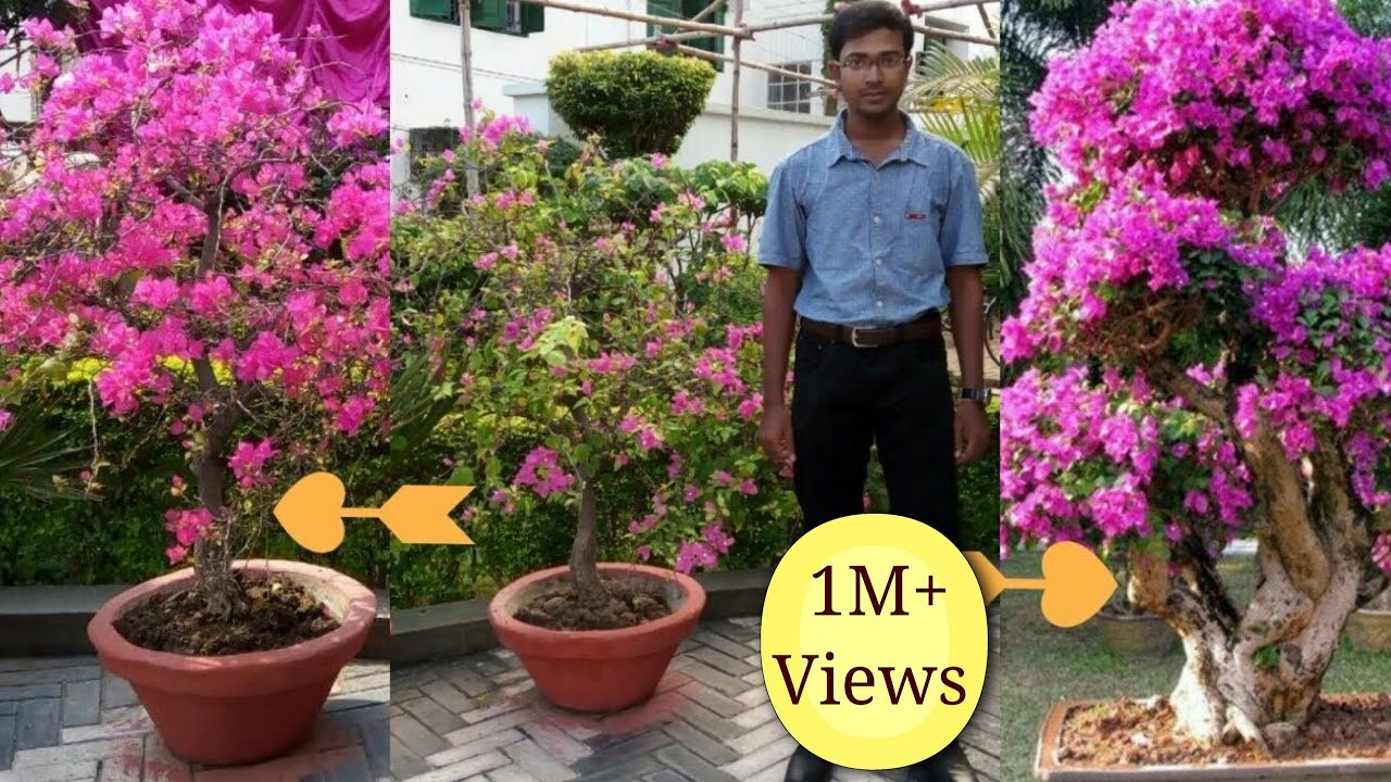 How to make a Bougainvillea bonsai