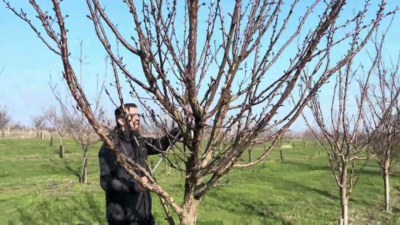 Kajszi Évek óta metszetlen fa