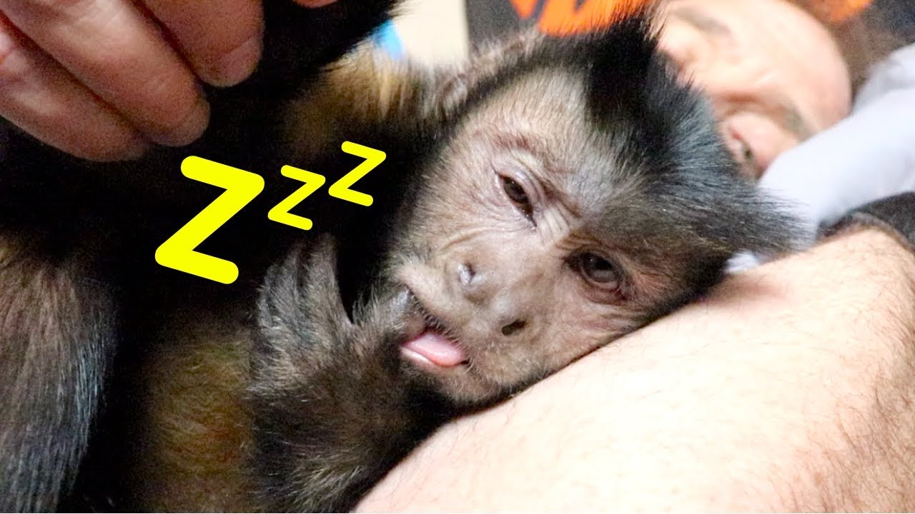 Capuchin Monkey Nap Time Routine!