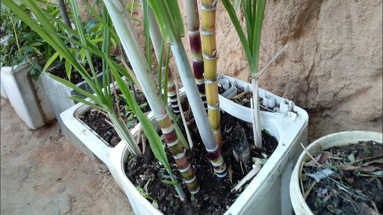 Como adubar cana caiana
