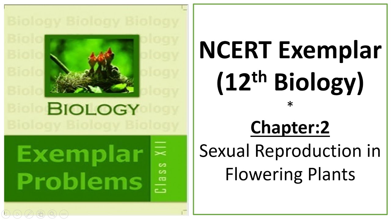 Sexual Reproduction in Flowering Plants | Class 12 Biology NCERT Exemplar | MCQ Solution & Analysis