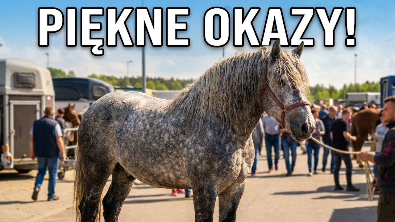 Targi Końskie Pajęczno maj 2019 - piękna pogoda, mnóstwo koni